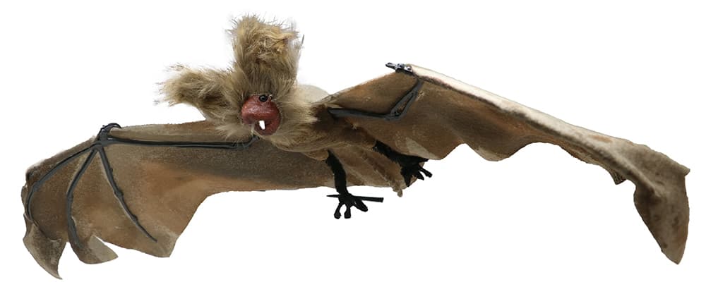 Flagermus, 60 cm