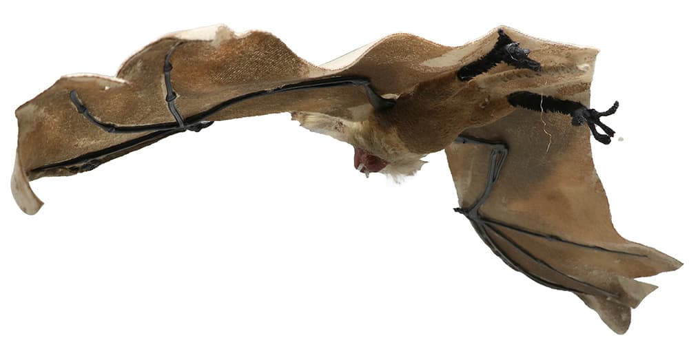 Flagermus, 60 cm