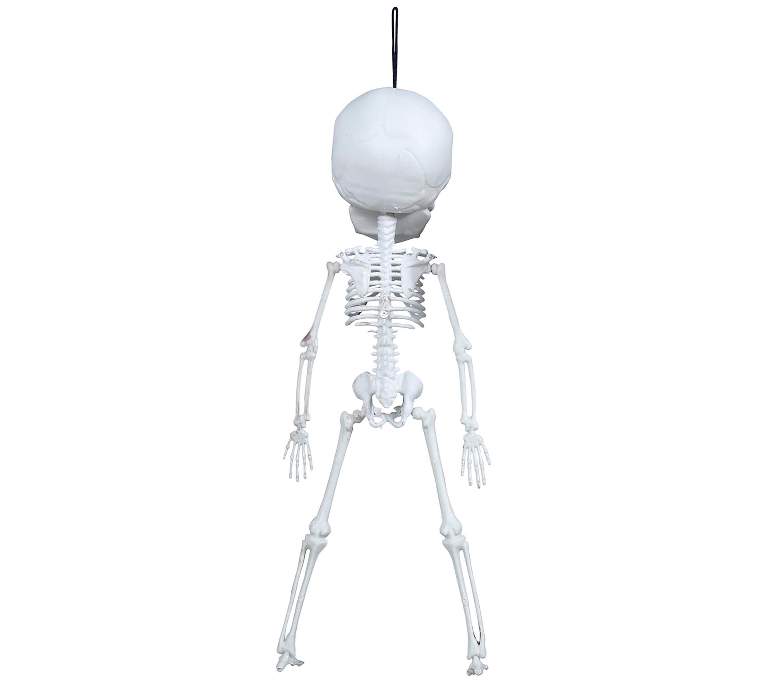 Hængende skelet, 40 cm