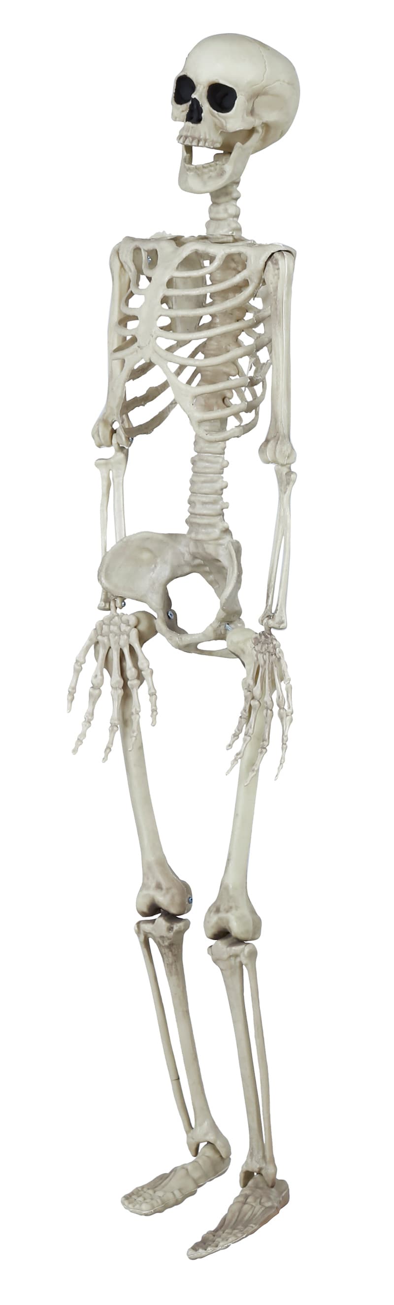 Skelet 90 cm