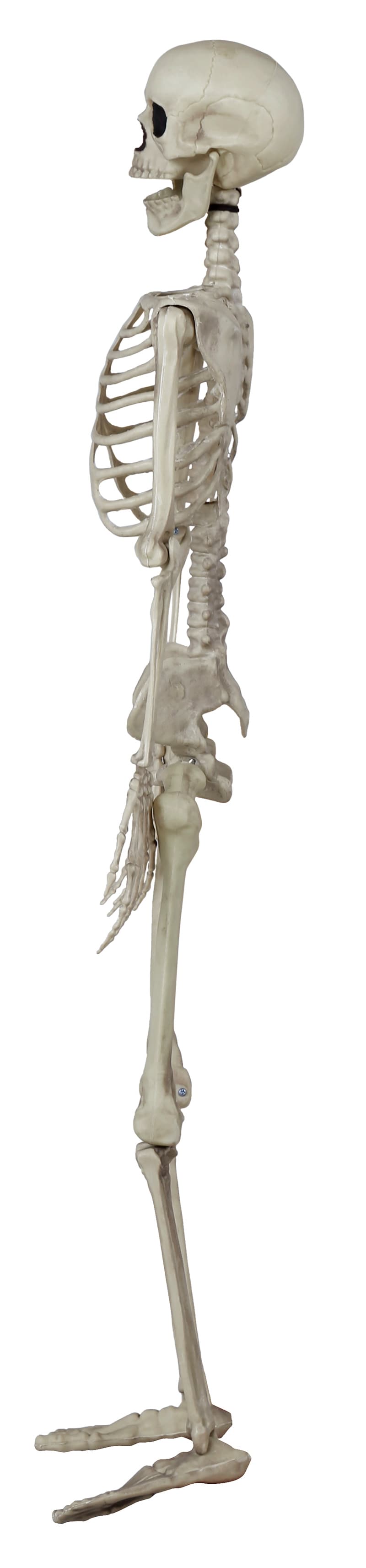 Skelet 90 cm