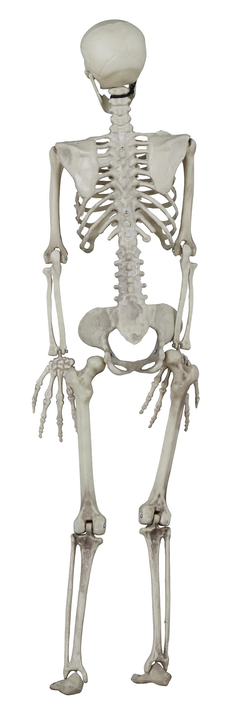 Skelet 90 cm