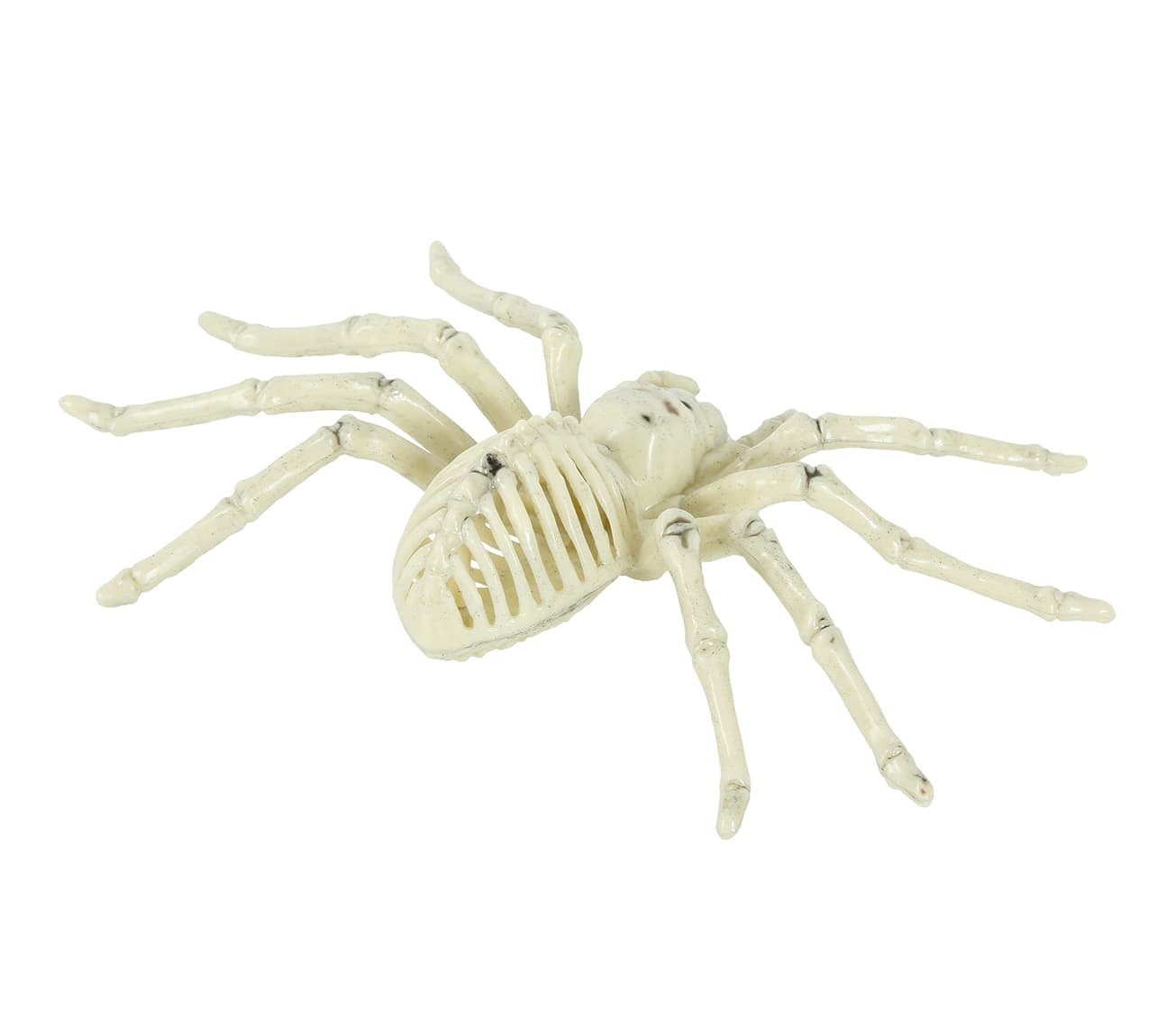 Edderkoppeskelet 24 cm