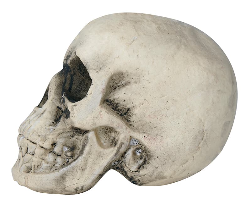 Kranie i skum, 22 cm