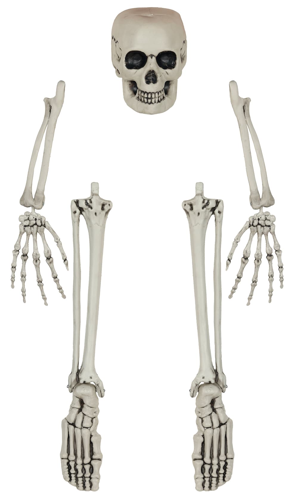 Sæt med 5 skeletknogler