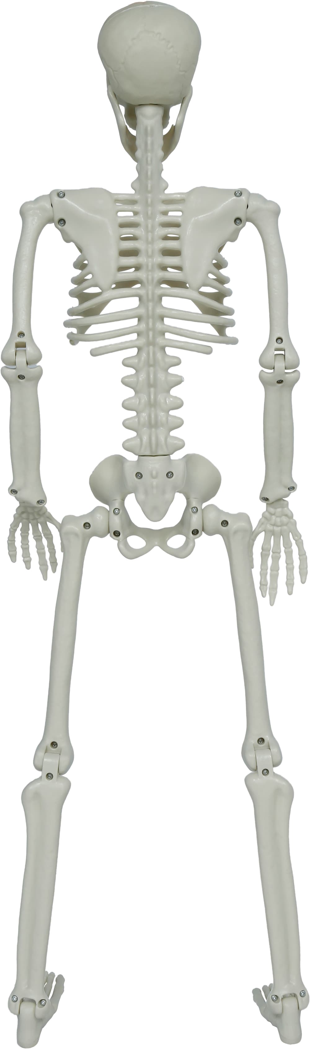Leddelt skelet, 90 cm