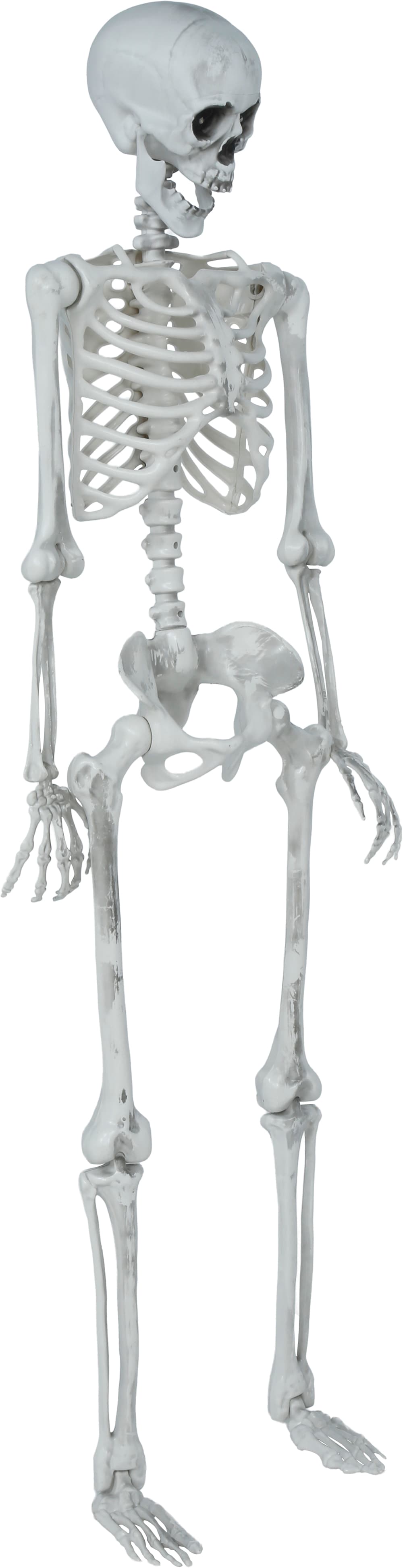 Leddelt skelet, 145 cm