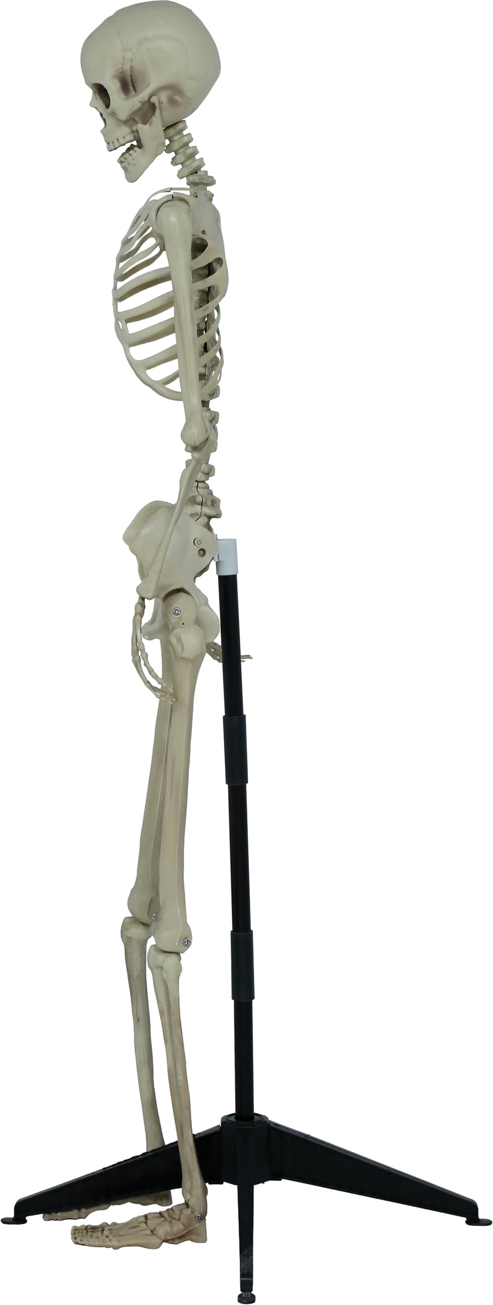 Leddelt skelet med sokkel, 155 cm