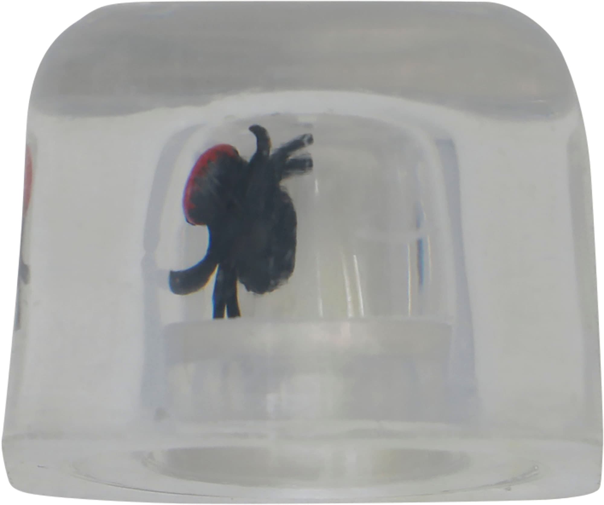 Drille-isterninger med insekter, 8 × 3 × 5 cm